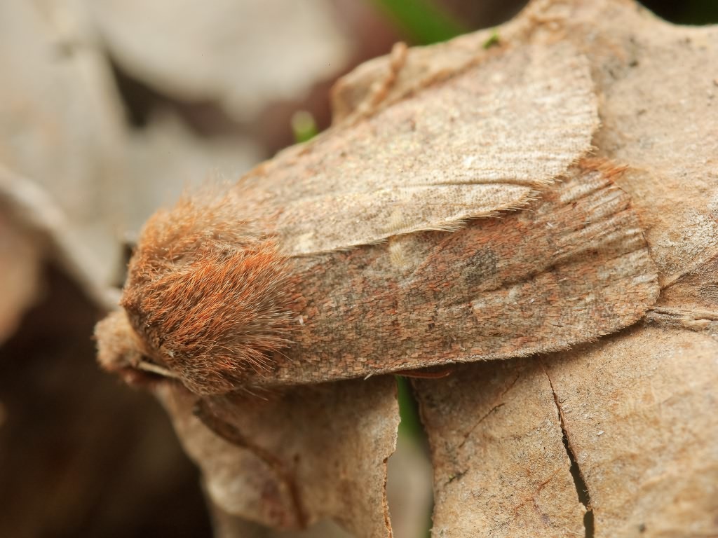 Conistra vaccinii (Linnaeus, 1761)